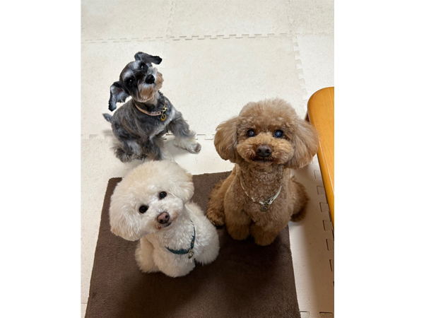 モデル犬卒業後、里親さん宅での様子♪～リアンちゃん～